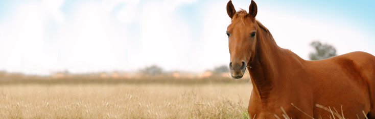 Pferdeanhängerversicherung