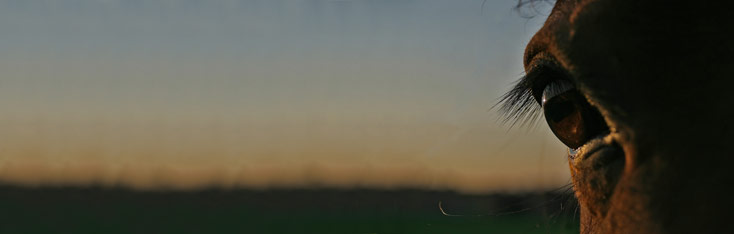 Pferdelebensversicherung