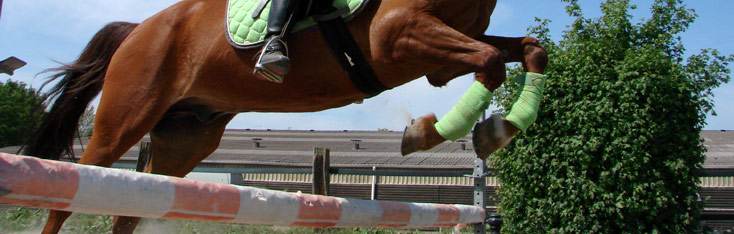 Schulpferdehaftpflicht